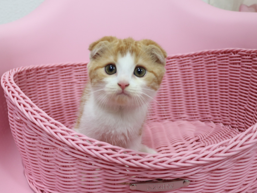 スコティッシュフォールドの子猫画像