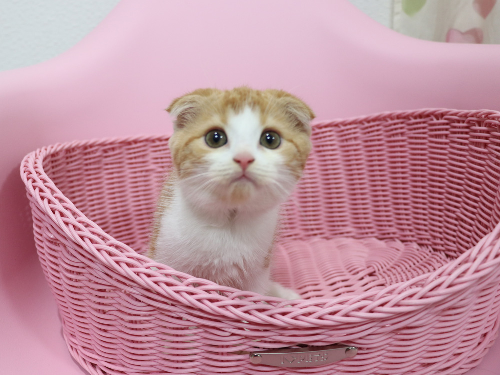 スコティッシュフォールドの子猫画像