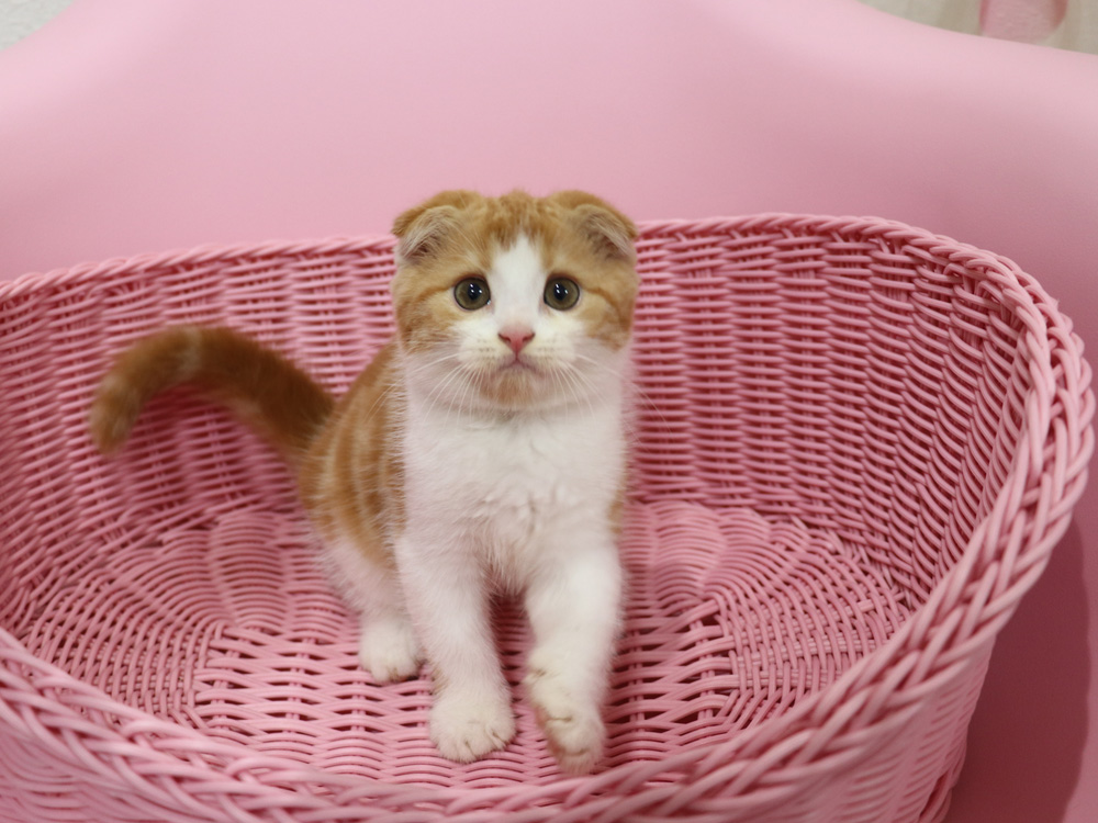 スコティッシュフォールドの子猫画像