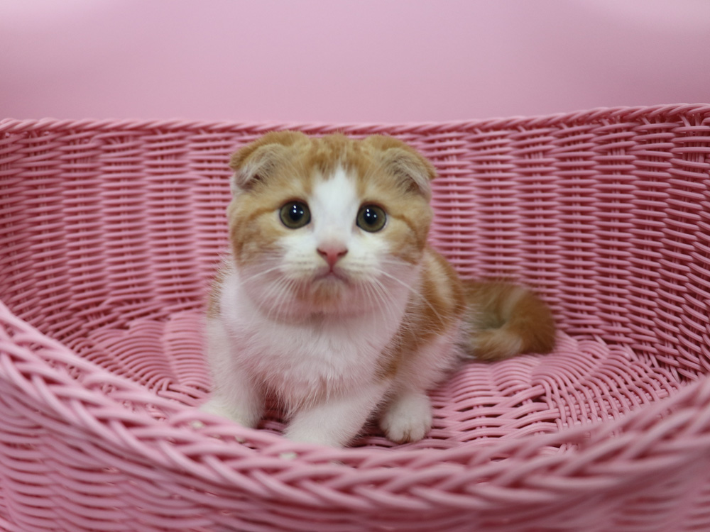 スコティッシュフォールドの子猫画像