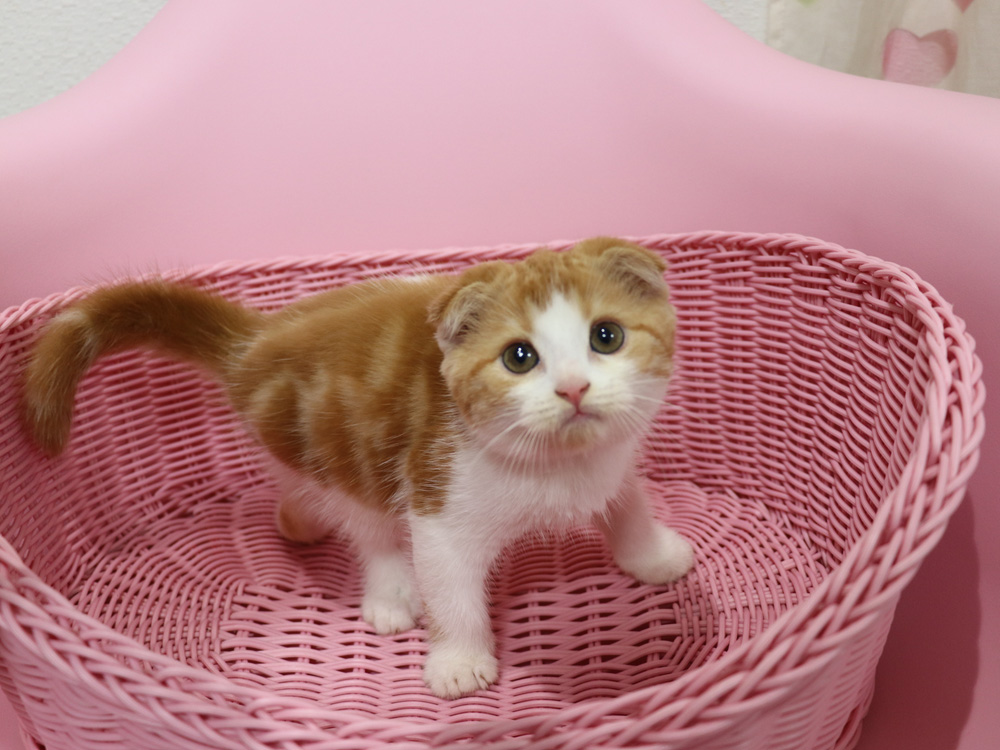 スコティッシュフォールドの子猫画像