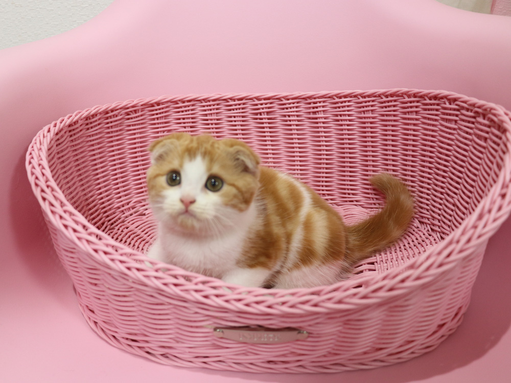 スコティッシュフォールドの子猫画像