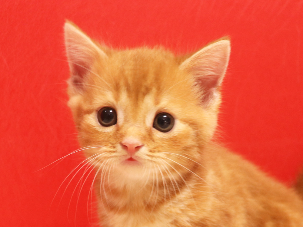 スコティッシュフォールドの子猫画像