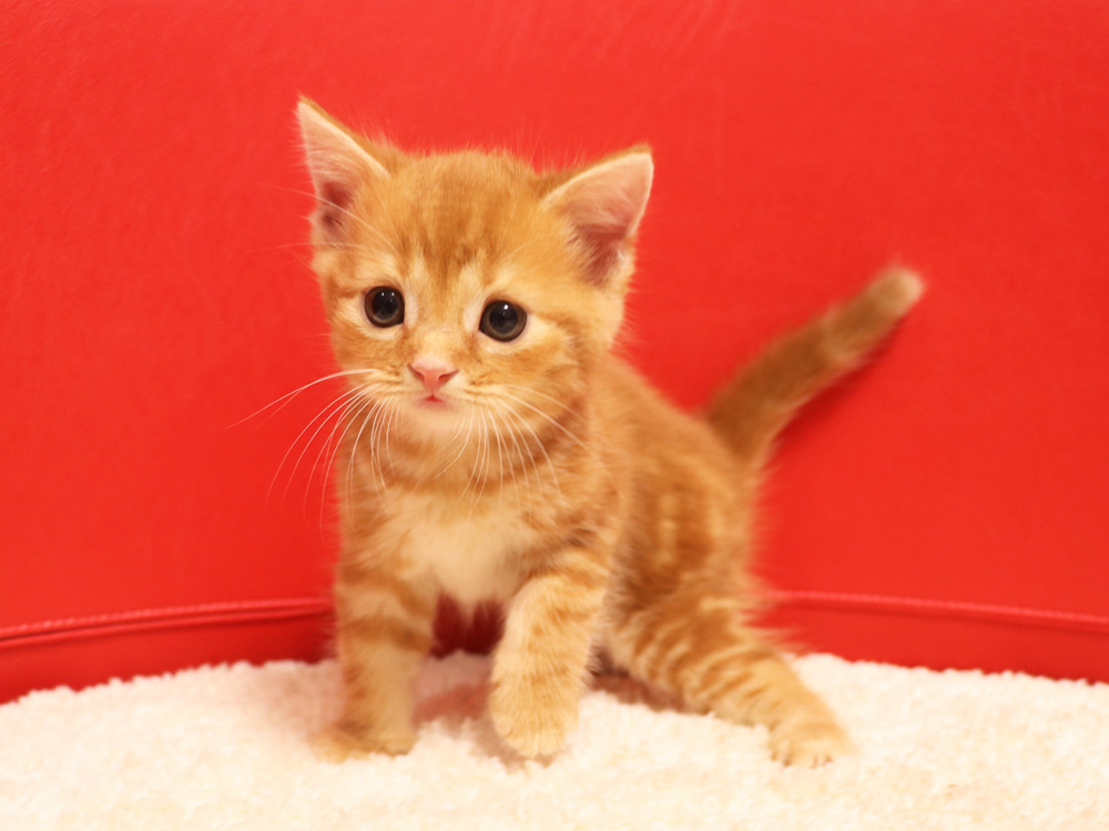 スコティッシュフォールドの子猫画像