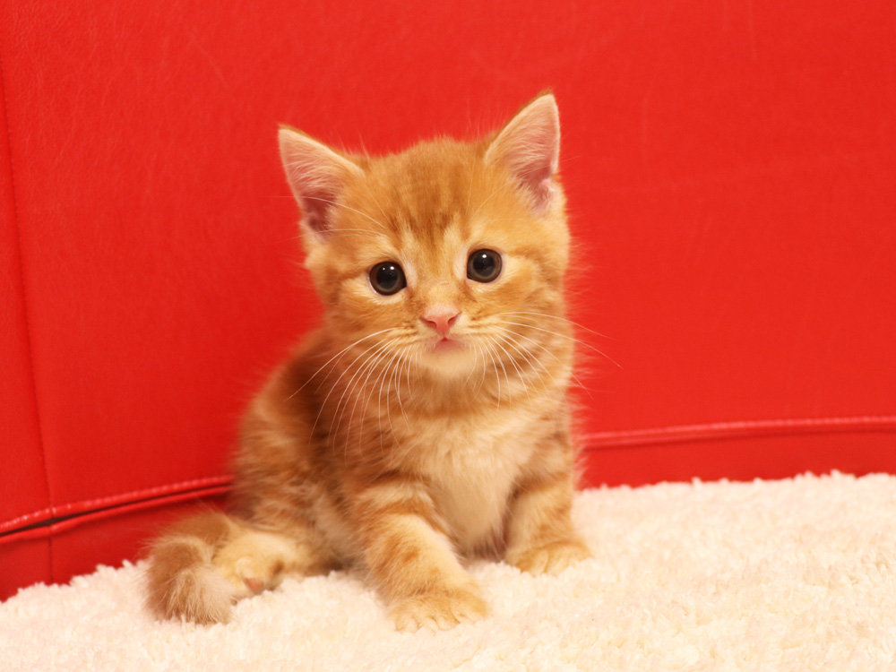 スコティッシュフォールドの子猫画像