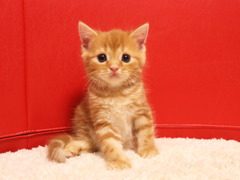 スコティッシュフォールドの子猫画像