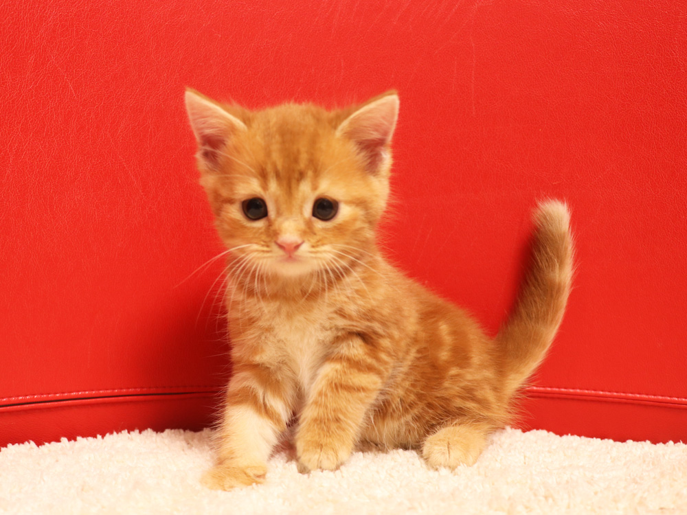 スコティッシュフォールドの子猫画像