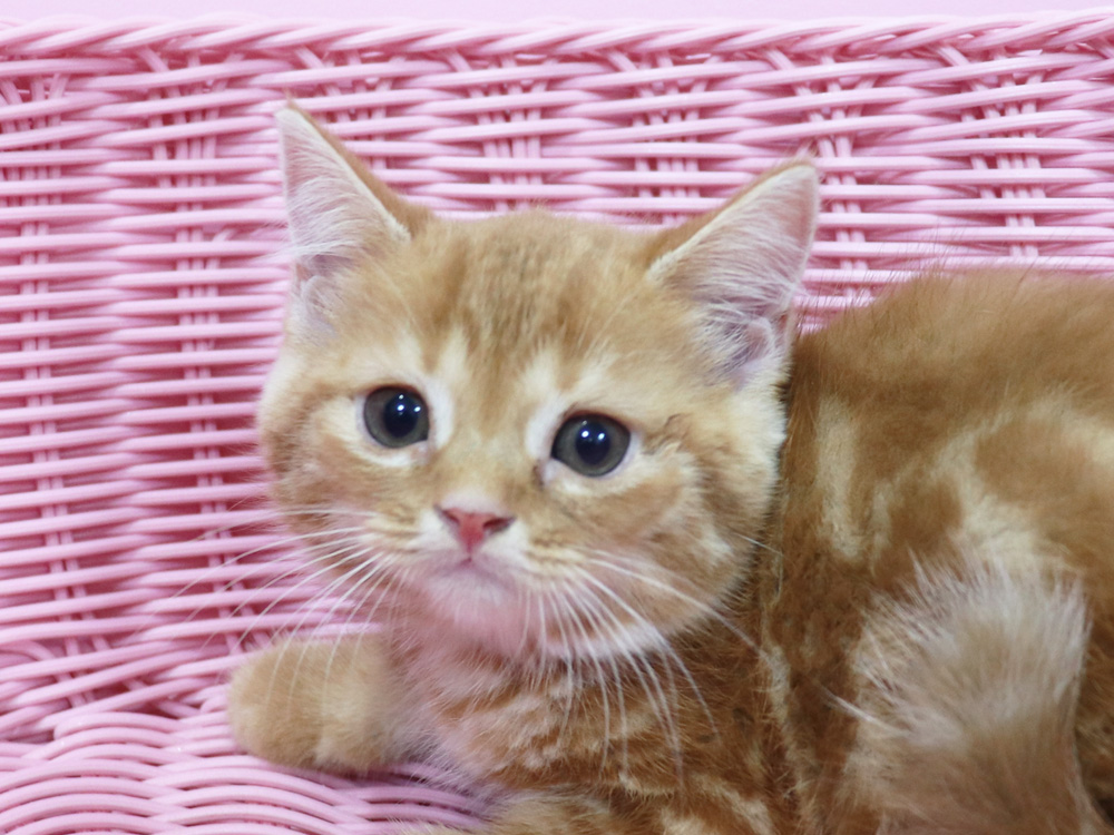 スコティッシュフォールドの子猫画像