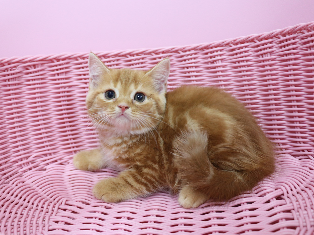 スコティッシュフォールドの子猫画像