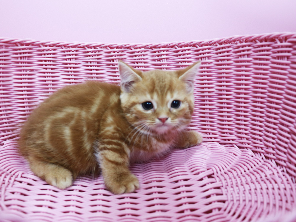 スコティッシュフォールドの子猫画像