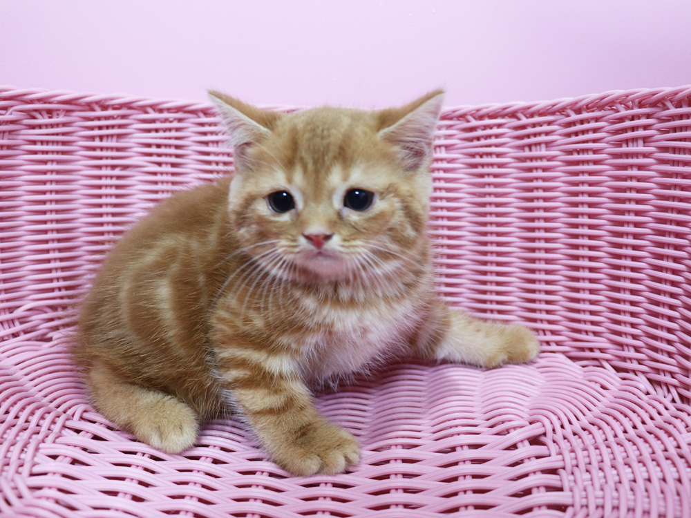 スコティッシュフォールドの子猫画像