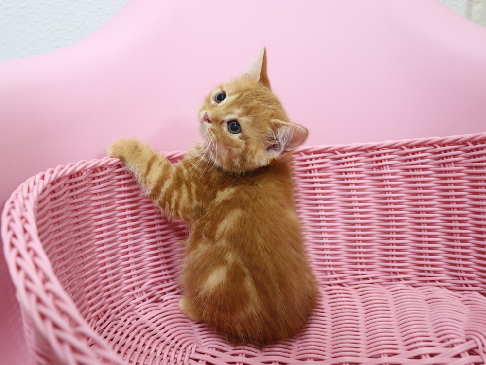 スコティッシュフォールドの子猫画像