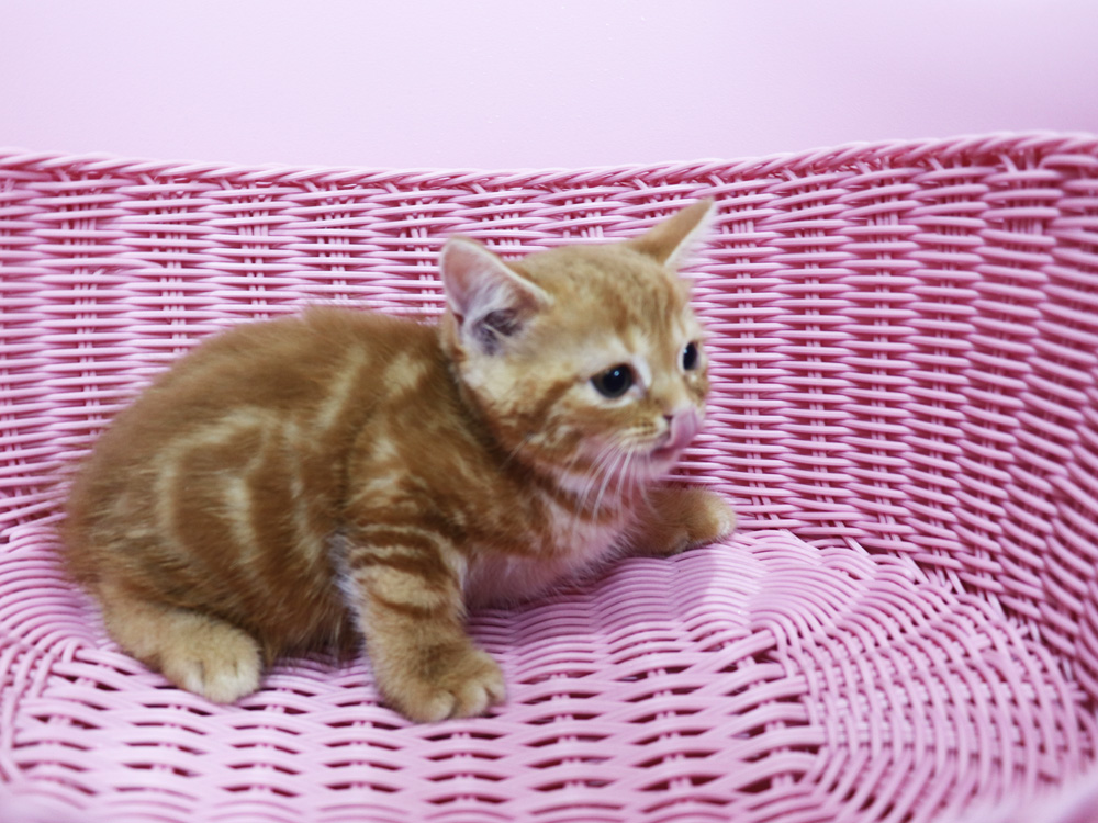 スコティッシュフォールドの子猫画像