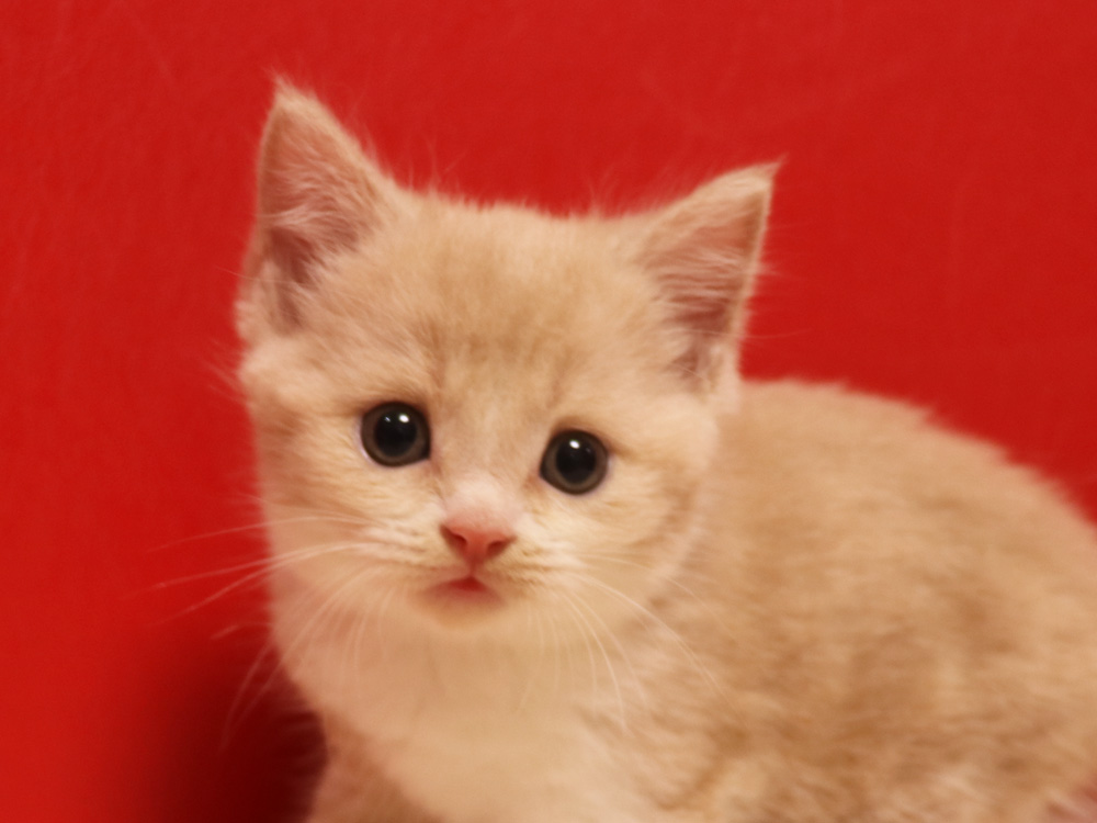スコティッシュフォールドの子猫画像
