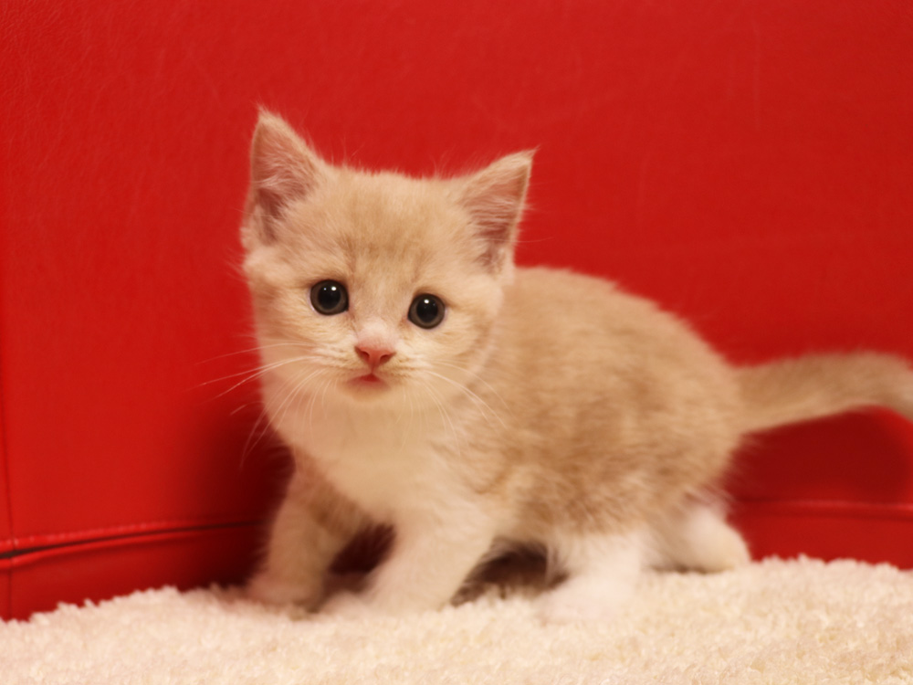 スコティッシュフォールドの子猫画像