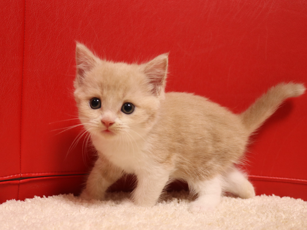 スコティッシュフォールドの子猫画像
