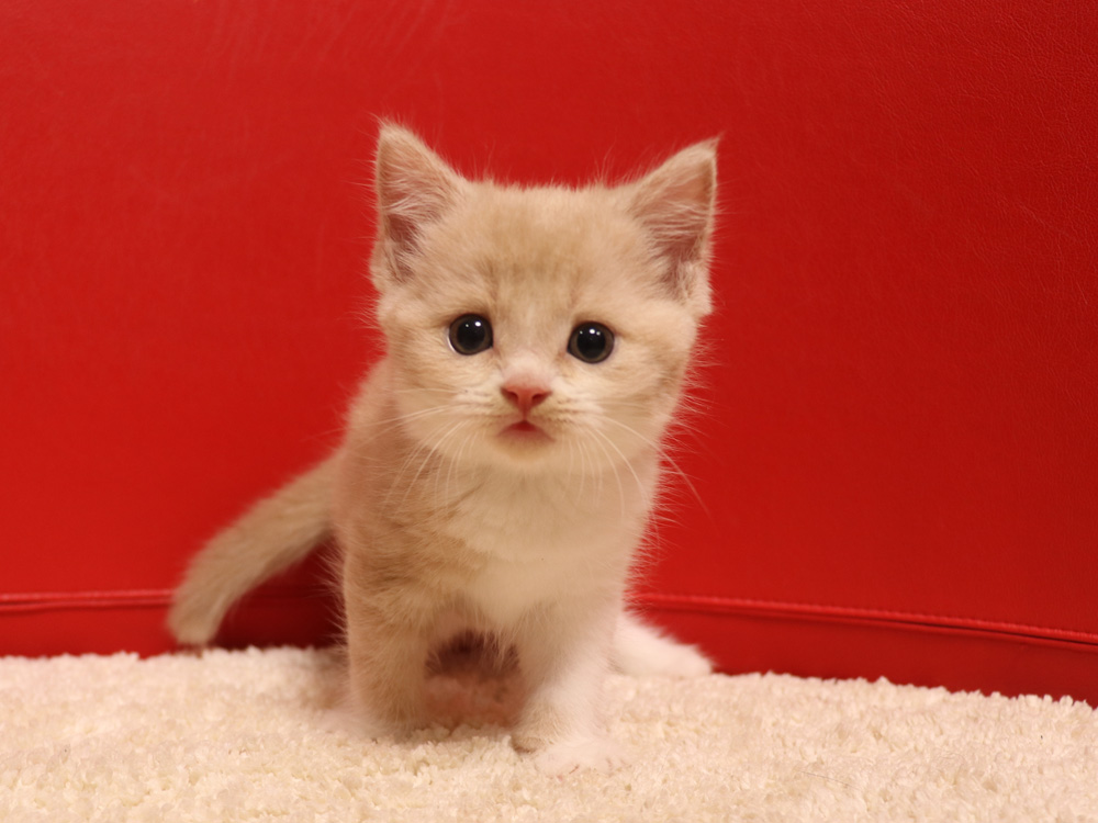 スコティッシュフォールドの子猫画像