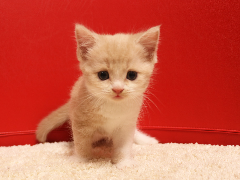 スコティッシュフォールドの子猫画像