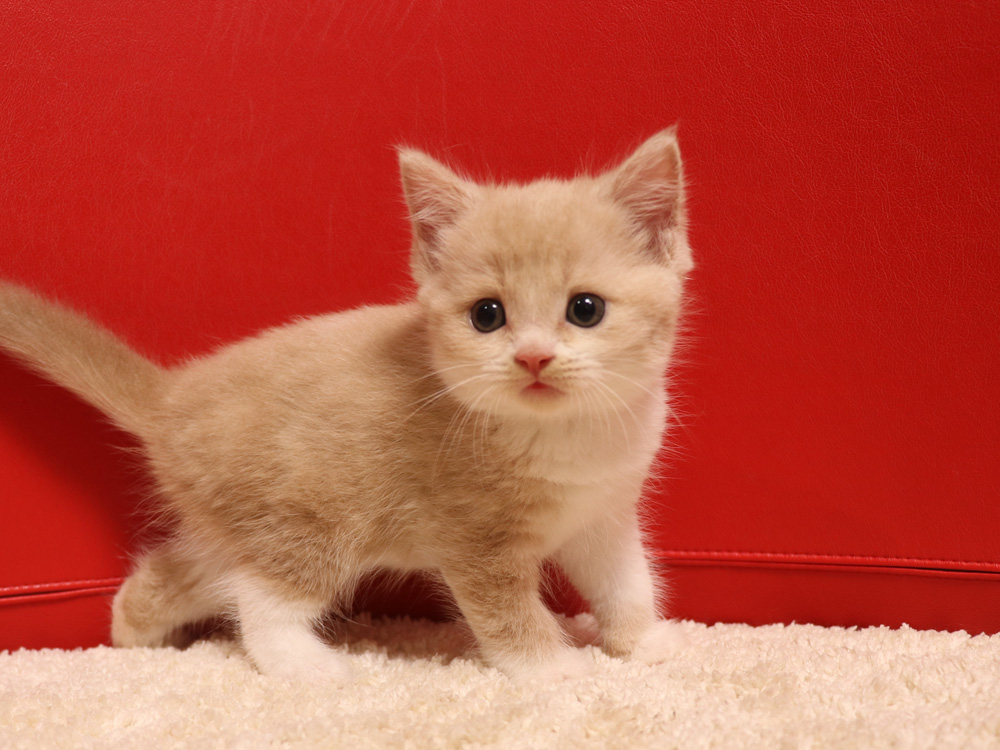 スコティッシュフォールドの子猫画像