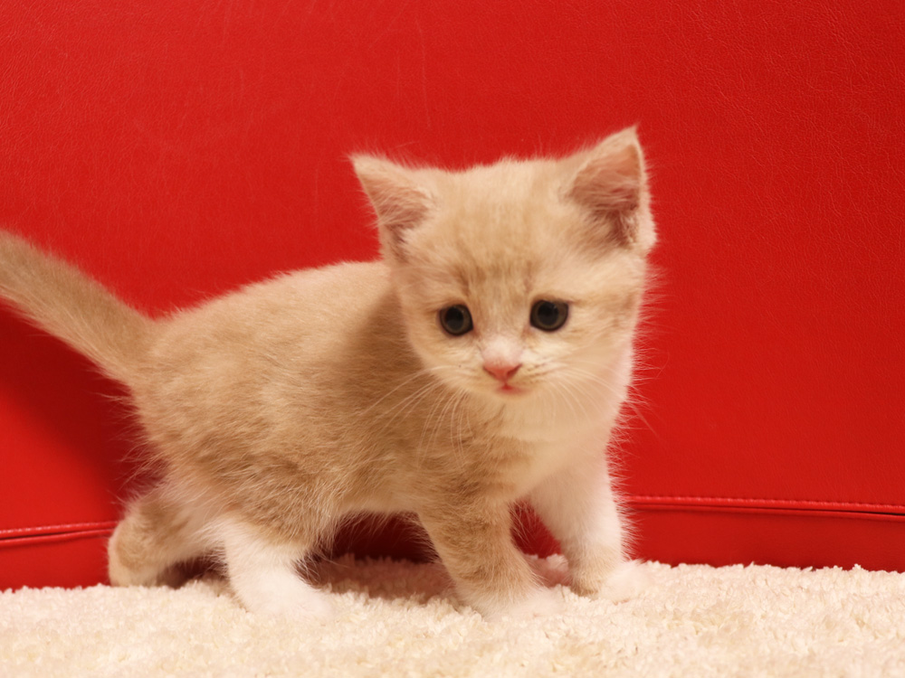 スコティッシュフォールドの子猫画像