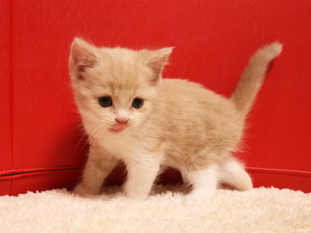 スコティッシュフォールドの子猫画像