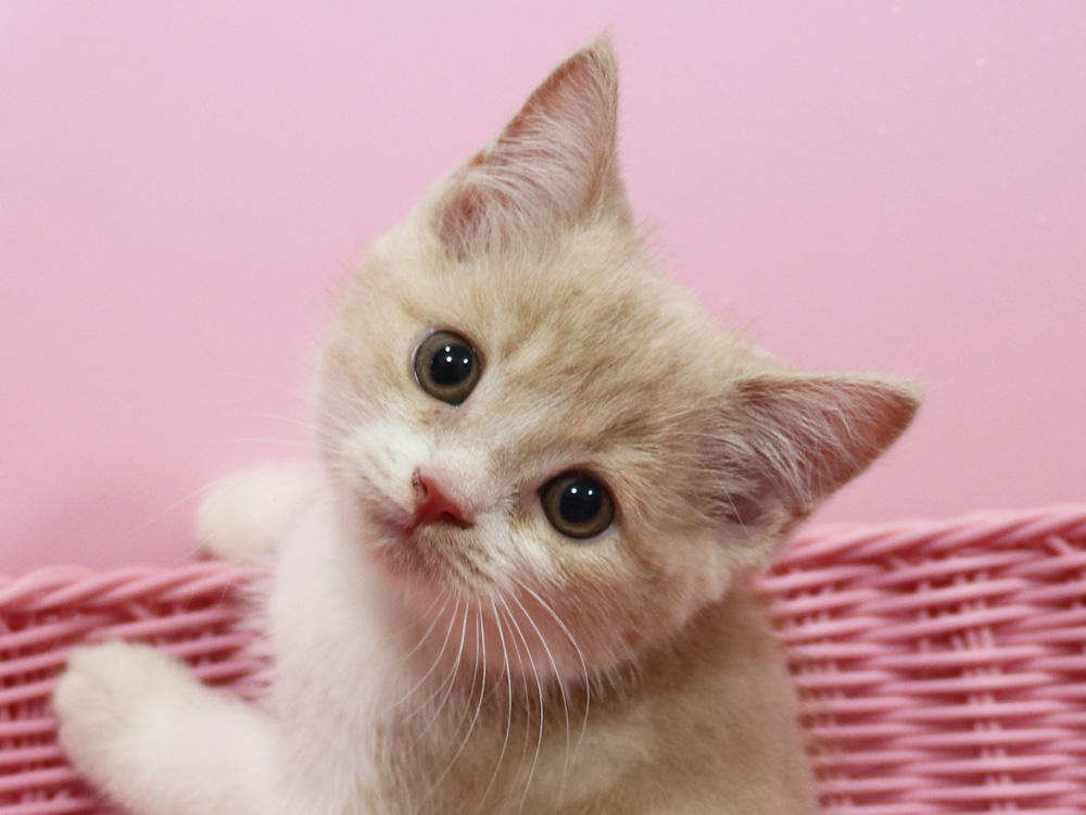 スコティッシュフォールドの子猫画像