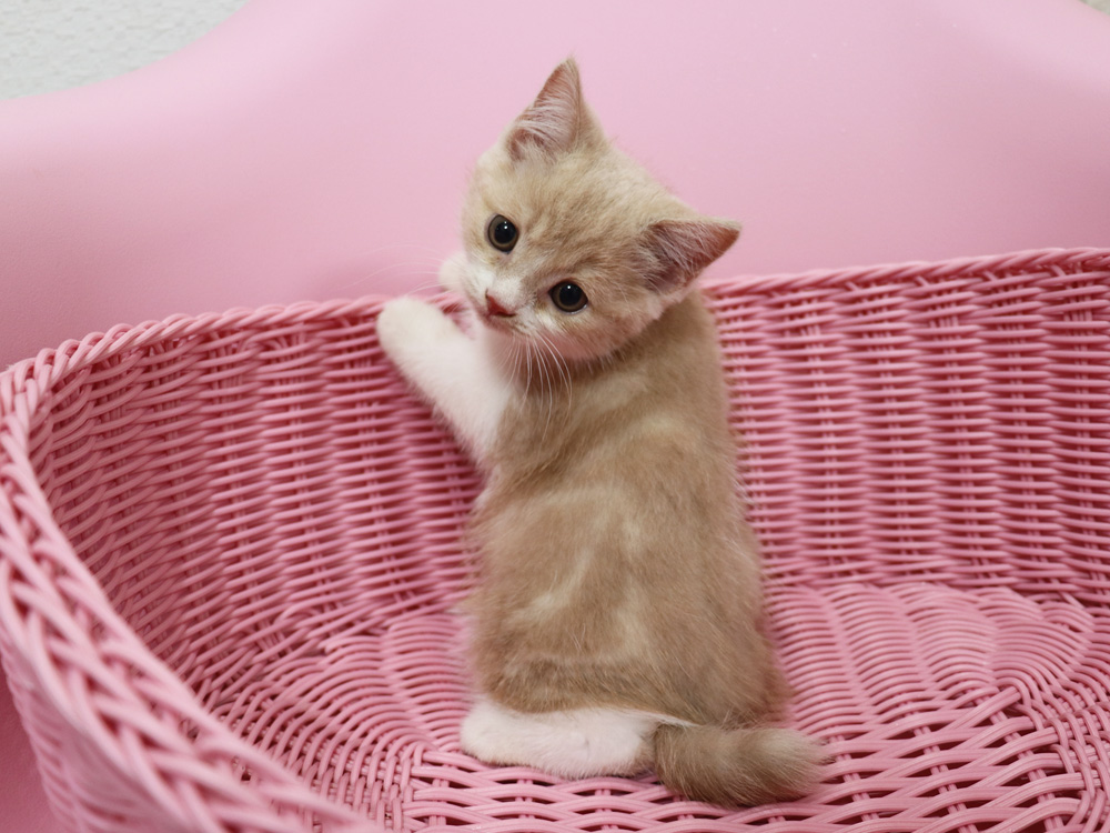 スコティッシュフォールドの子猫画像