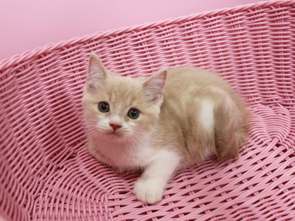 スコティッシュフォールドの子猫画像