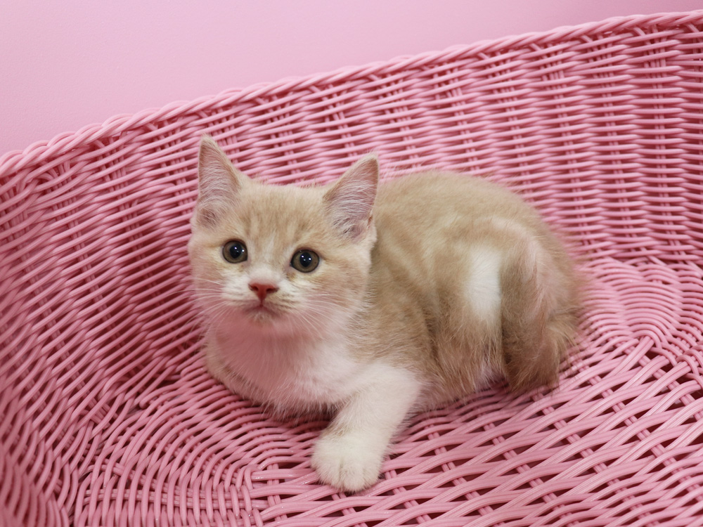 スコティッシュフォールドの子猫画像