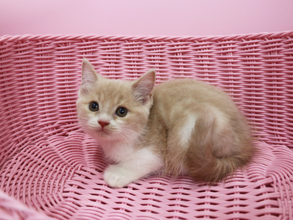 スコティッシュフォールドの子猫画像