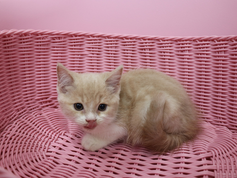 スコティッシュフォールドの子猫画像