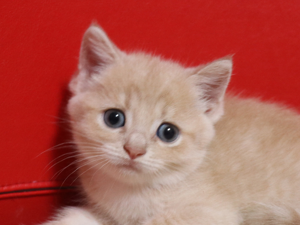 スコティッシュフォールドの子猫画像