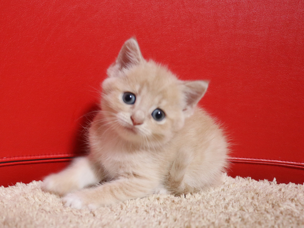 スコティッシュフォールドの子猫画像