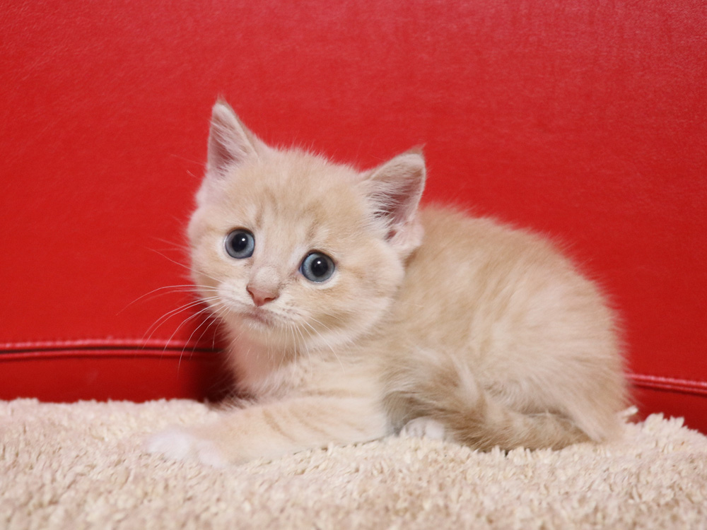 スコティッシュフォールドの子猫画像