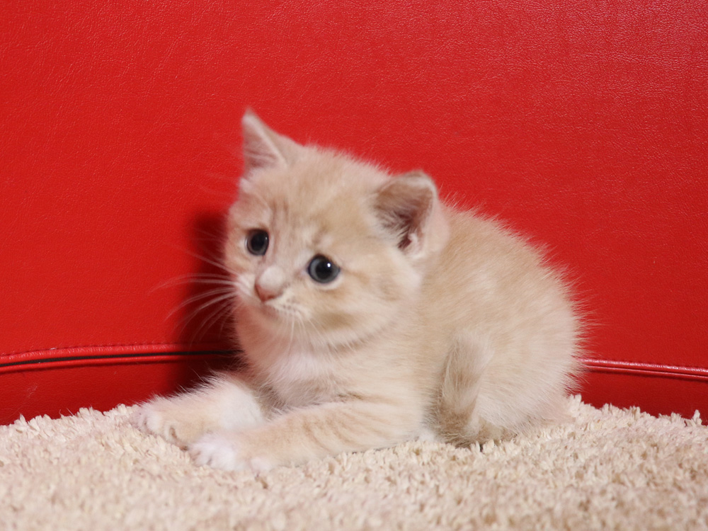 スコティッシュフォールドの子猫画像