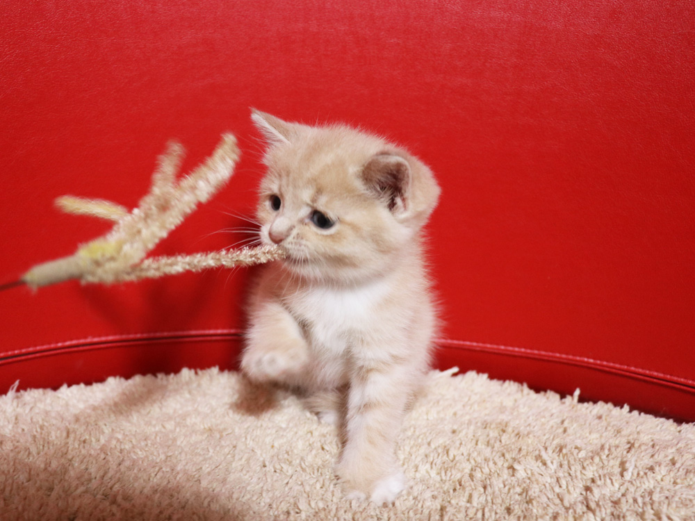 スコティッシュフォールドの子猫画像