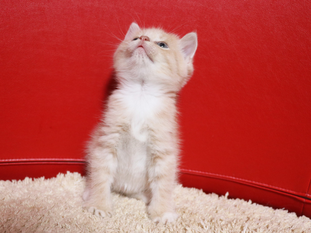 スコティッシュフォールドの子猫画像