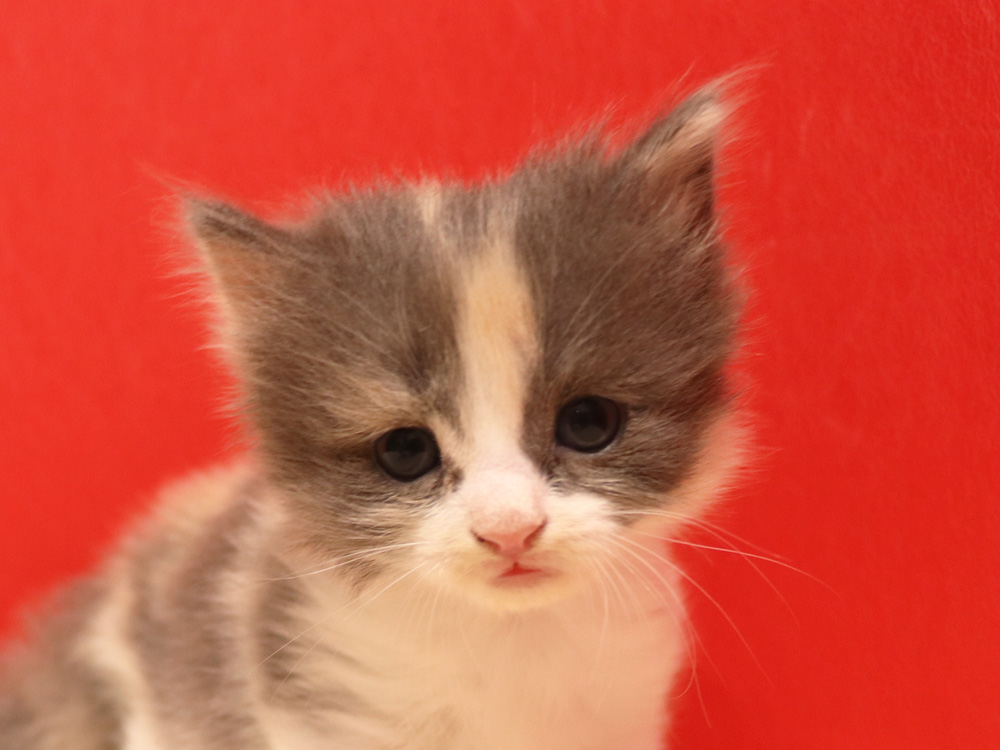 スコティッシュフォールドの子猫画像
