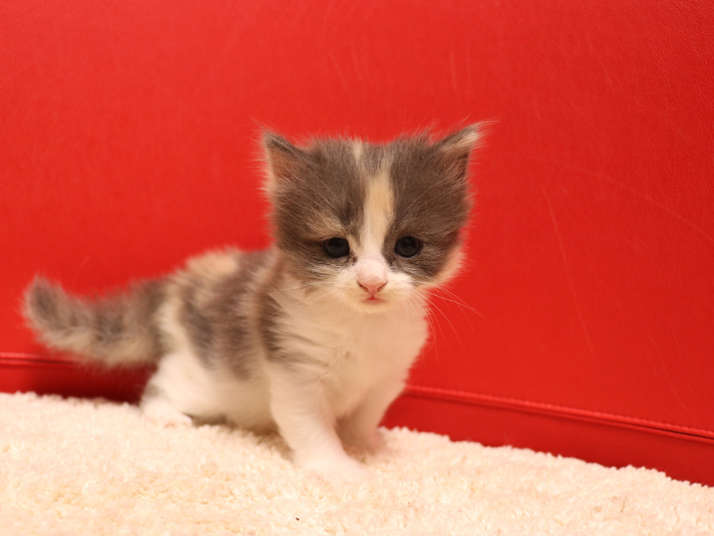 スコティッシュフォールドの子猫画像