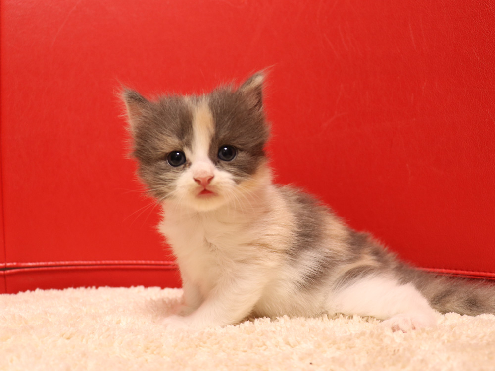 スコティッシュフォールドの子猫画像