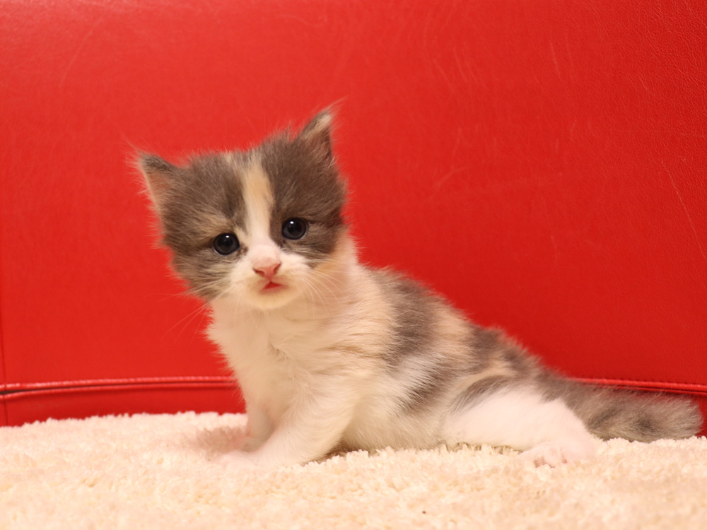 スコティッシュフォールドの子猫画像