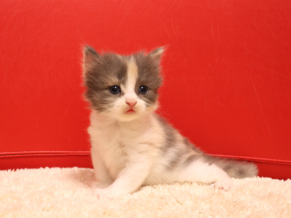 スコティッシュフォールドの子猫画像