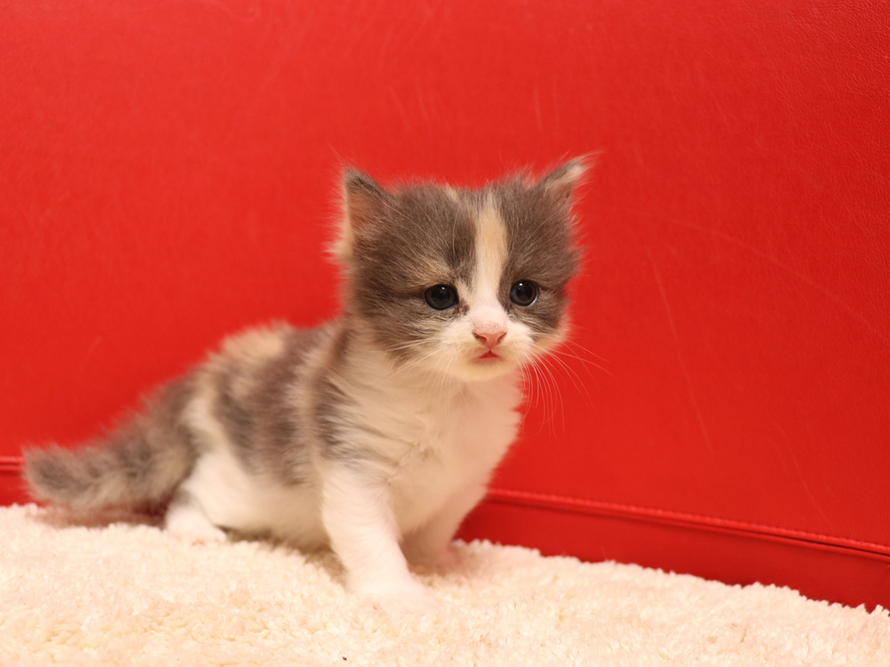 スコティッシュフォールドの子猫画像