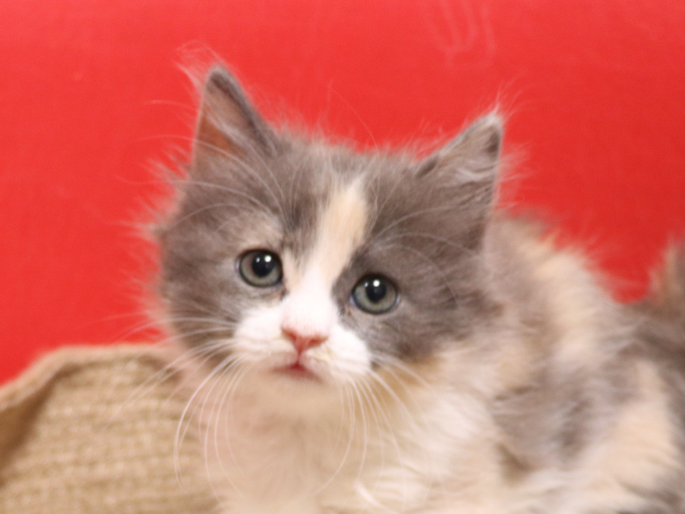 スコティッシュフォールドの子猫画像