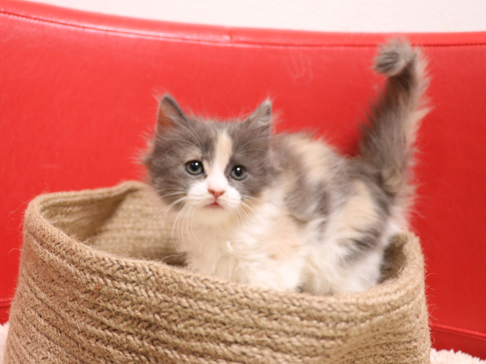 スコティッシュフォールドの子猫画像