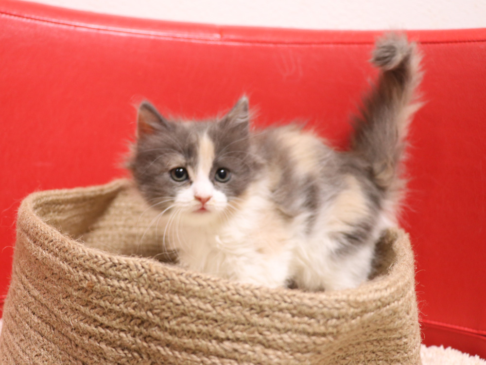スコティッシュフォールドの子猫画像