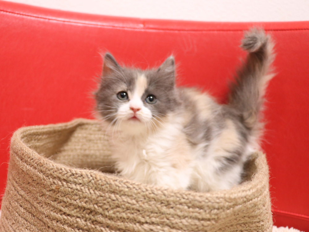 スコティッシュフォールドの子猫画像