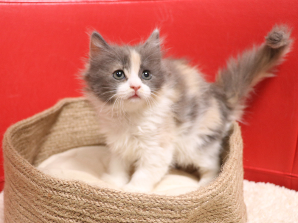 スコティッシュフォールドの子猫画像