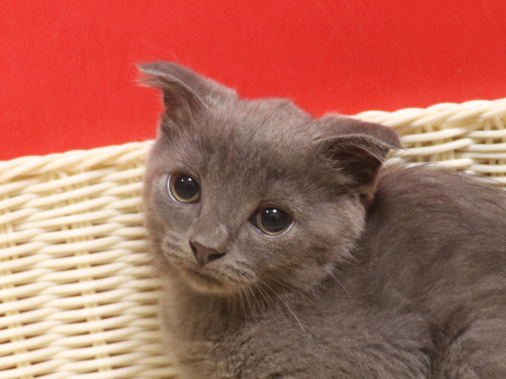 スコティッシュフォールドの子猫画像