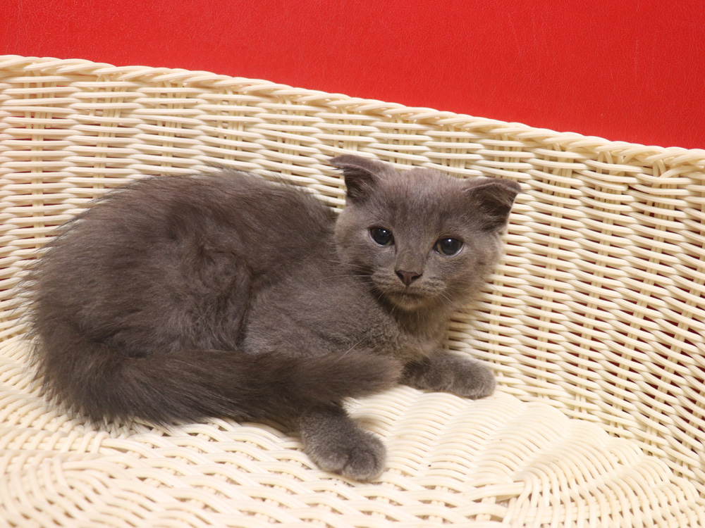 スコティッシュフォールドの子猫画像